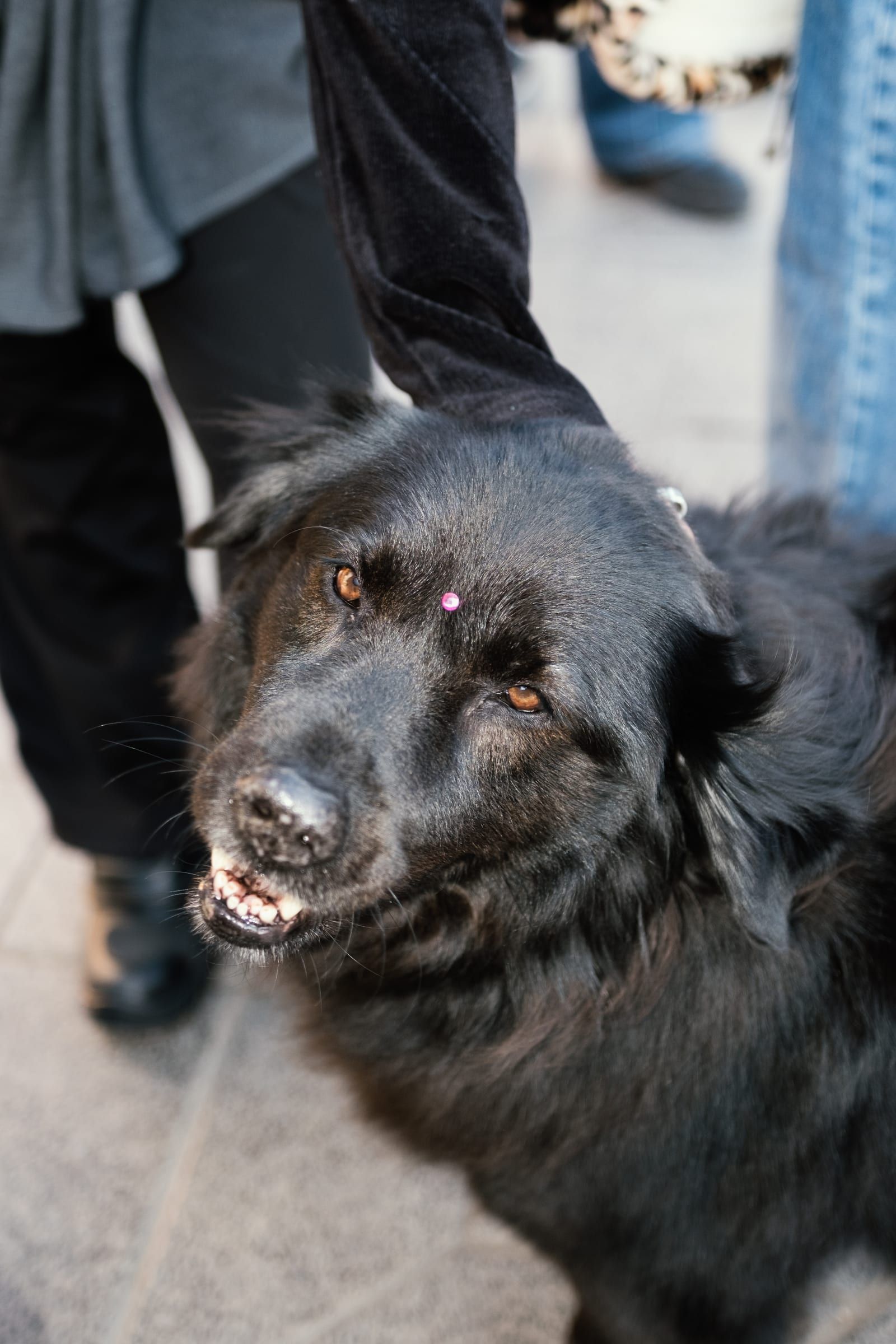 A black dog looks at the camera between the legs of people walking past.